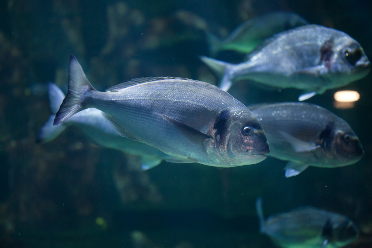 Sea bream swimming photo Benchmark Genetics