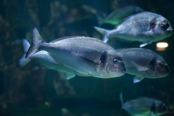 Selective breeding achieves dramatic gain in sea bream harvest size