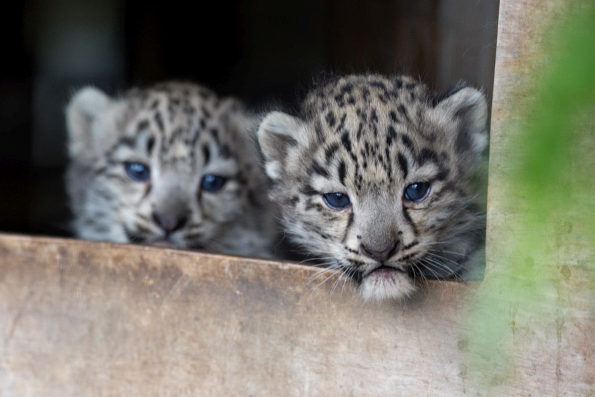 Highland snow leopards' first steps