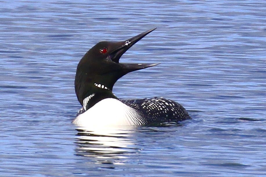 Great northern diver with their distinctive black and white chequering and ruby-red eyes have been witnessed “night rafting” off the coast near Blackwaterfoot. Photograph: Ewan Urquhart.