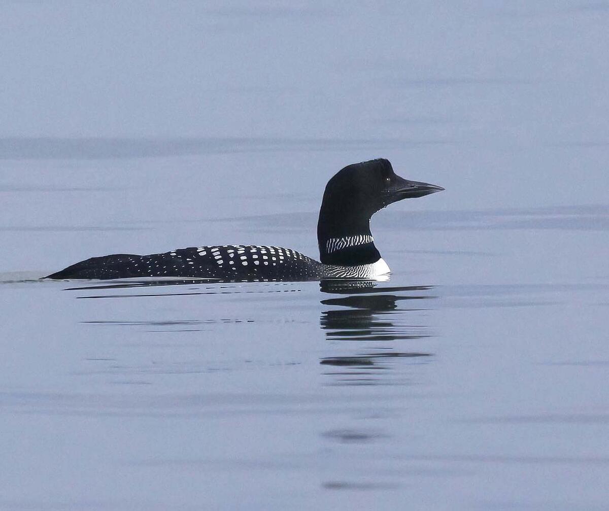 A great northern diver in its full summer plumage. Photograph: Ewan Urquhart. 