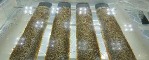 Seaweed Nursery course