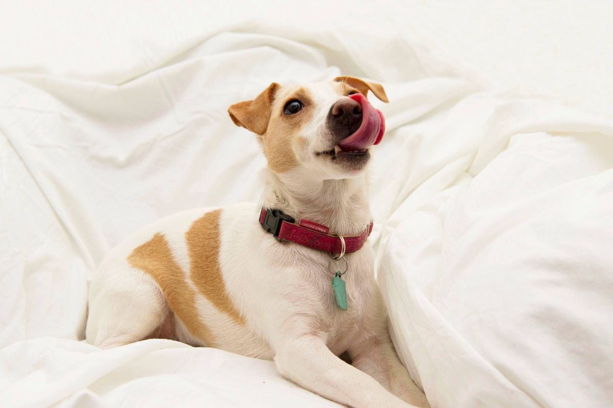 WEB NO Stock Dog