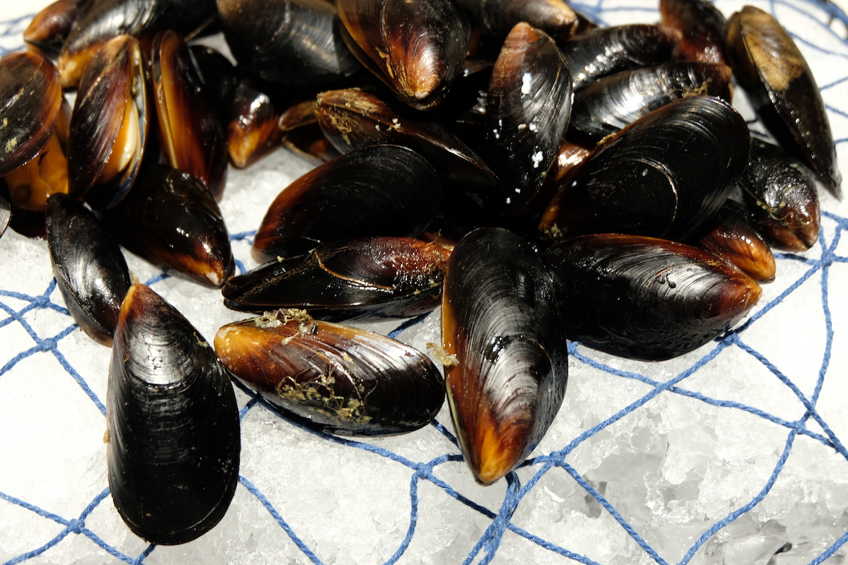 fresh mussels AdobeStock 1864033175