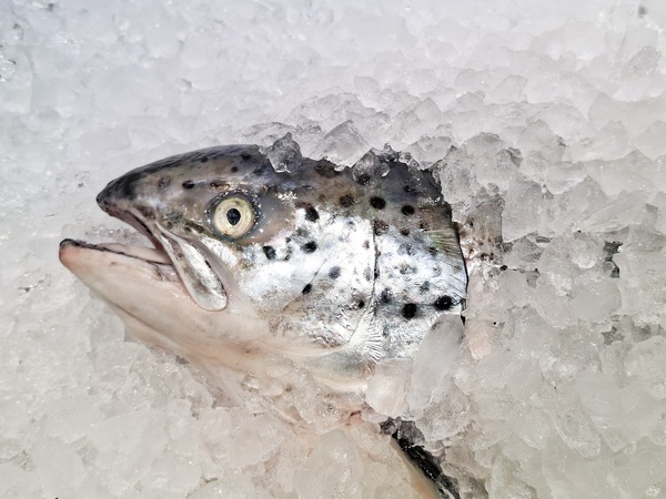 Norway's salmon and trout exports perked up in June