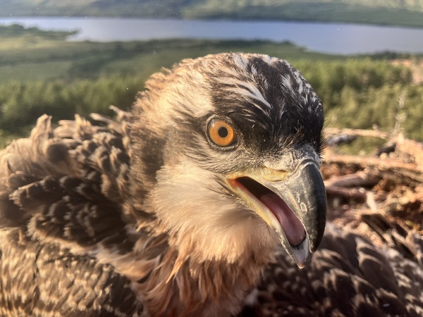 Names needed for 'lucky escape' osprey chicks