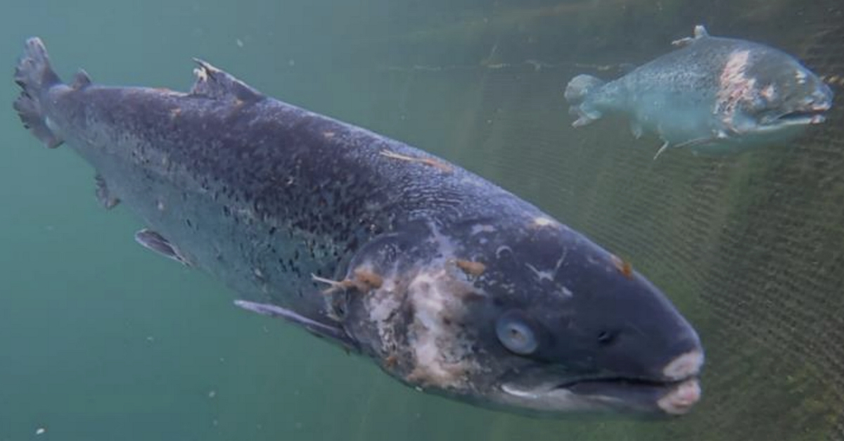Loch Duart salmon photo Scottish Salmon Watch