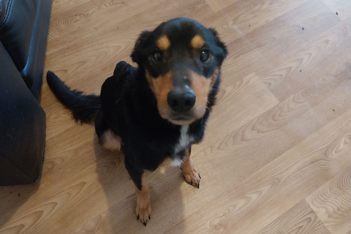 NO T29 Oban woman sentenced for not seeking vet treatment for emaciated dog 01 Rocky the dog Photo Scottish SPCA web