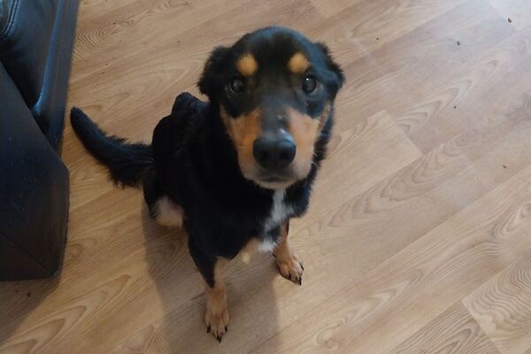 Oban woman convicted after failing to seek vet treatment for emaciated dog