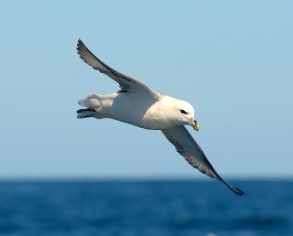 Fulmar, once a well-established breeding bird on Arran, now a scarce visitor. Photograph: Dennis Morrison.