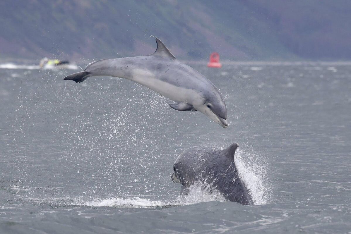 Whale watchers and dolphin devotees encouraged to join nationwide survey