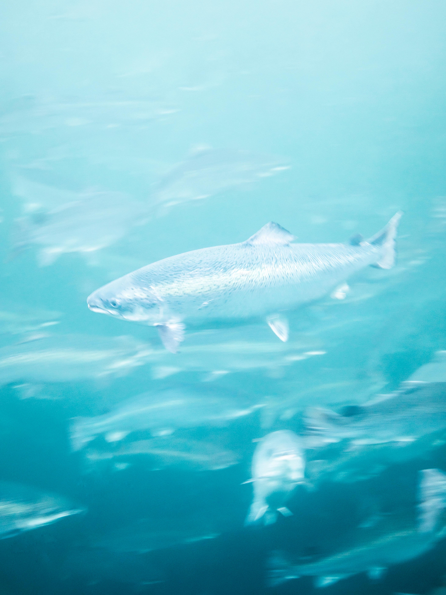 AquaGen Atlantic Salmon Breeding for Robustness Healthy Salmon Jul 26