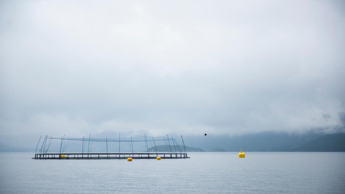 AquaGen Atlantic Salmon Breeding for Robustness Marine Production Jul 26 AquaGen Atlantic Salmon Breeding for Robustness Marine Production Jul 26