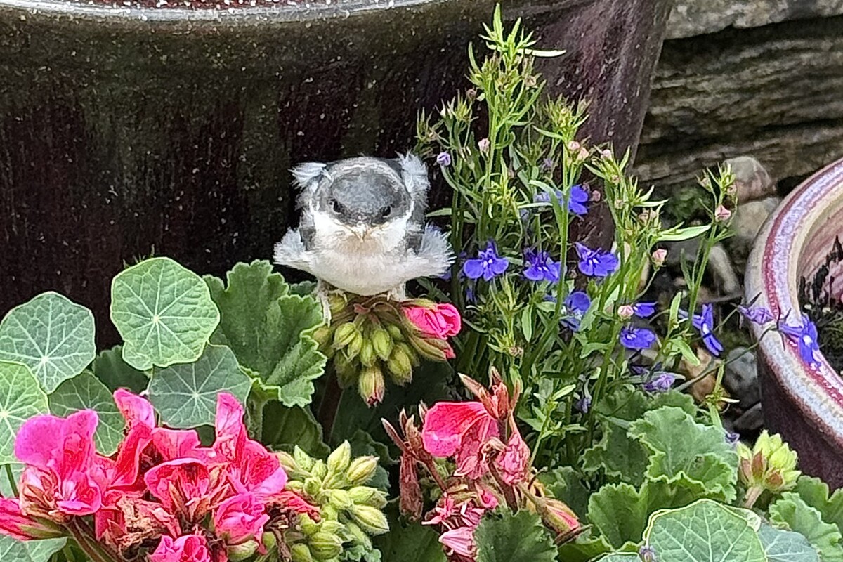 The plucky young &ldquo;third&rdquo; chick that was rescued and returned to its nest. 