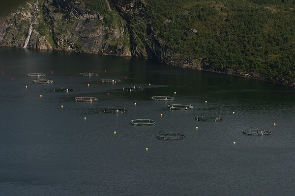 Three independent farmers in takeover deal for Arctic Seafood Group