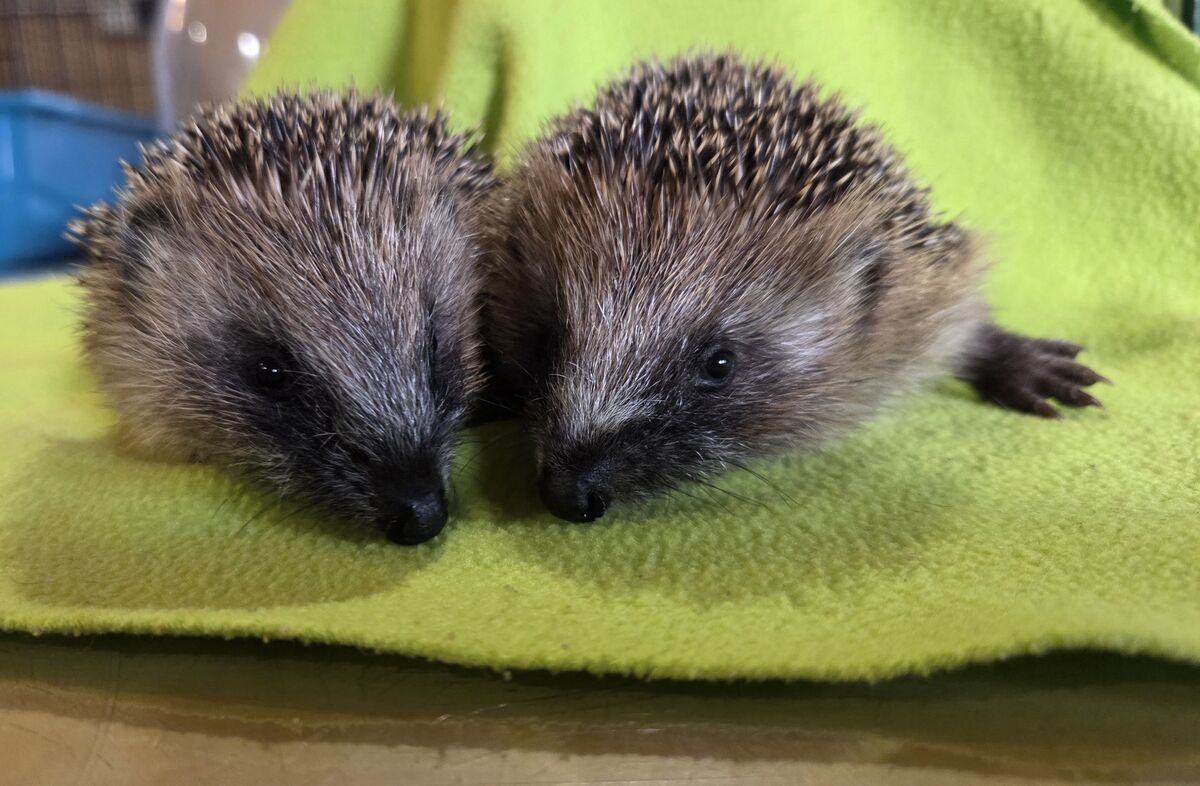 CalMac's prickly passengers make special journey to safety