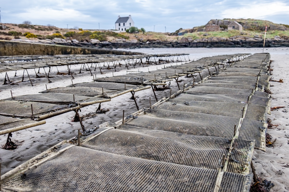 oyster farm Donegal AdobeStock 262712288 oyster farm Donegal AdobeStock 262712288