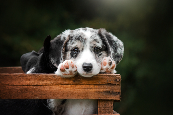 Opinion: Life, death and puppies