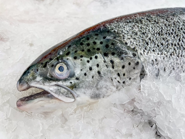 Salmon prices rise at last