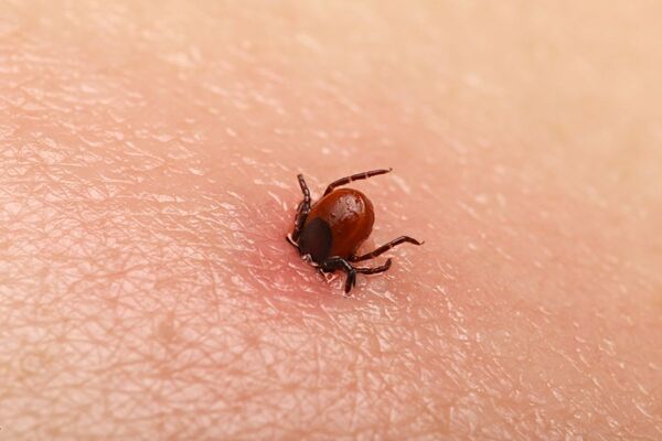Mid Argyll youngsters invited to create tick awareness poster