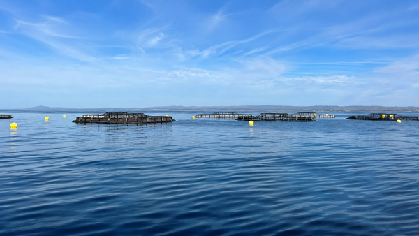 Seabass and sea bream diet trials underway