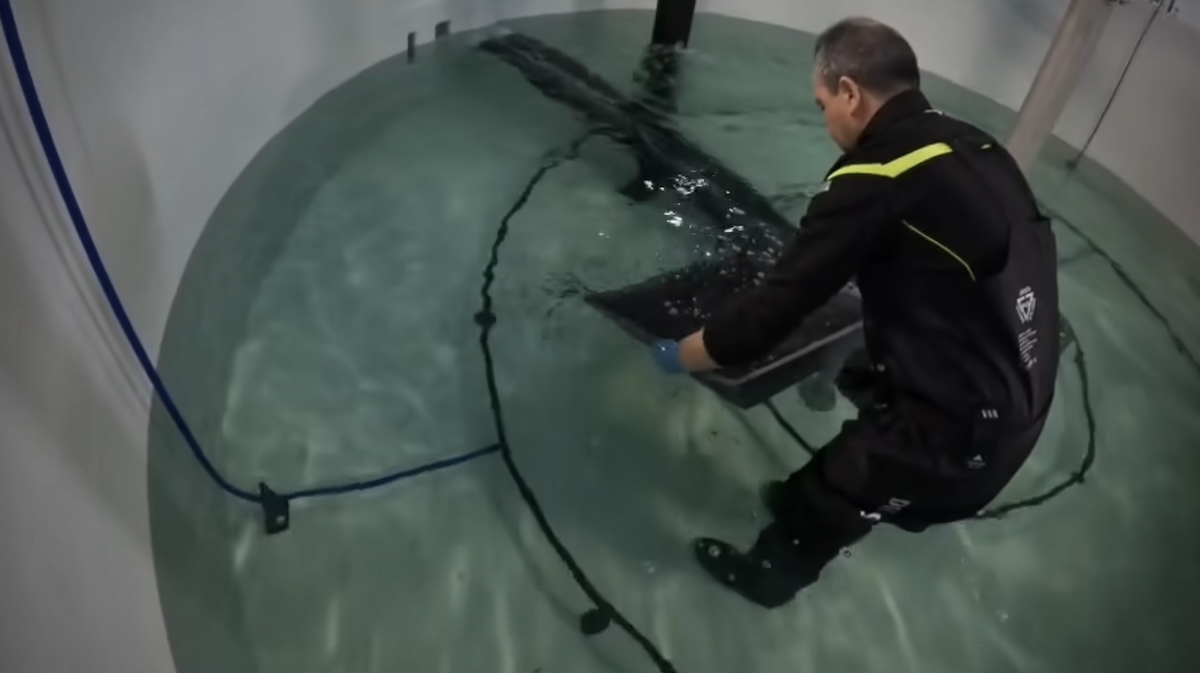 Releasing juveniles (image: Pure Salmon Japan)