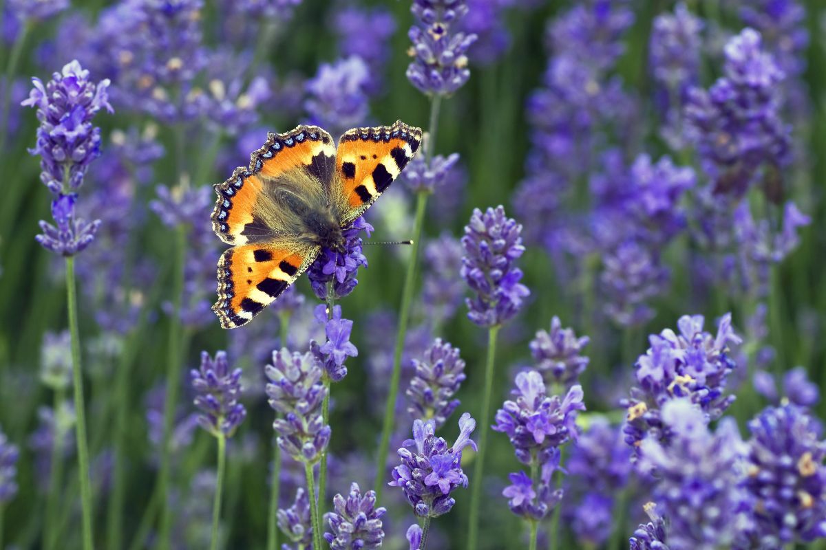 A Small Tortoiseshell stops to rest on some Lavender. Photograph: Matt Berry, Butterfly Conservation.