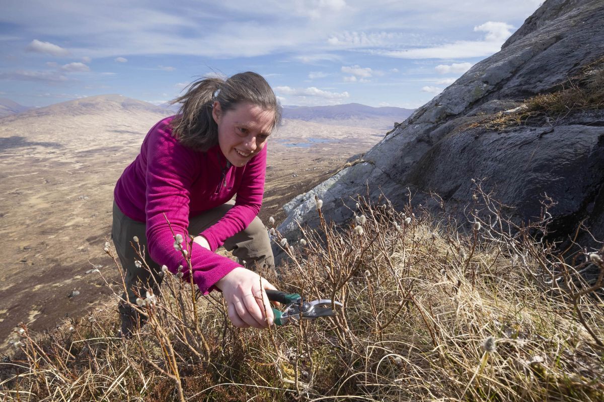 Ecologist, Sarah Watts, collecting montane willow cuttings for propagation and subsequent planting as part of expansion of montane scrub on Corrour Estate. Photograph: The Big Picture.
