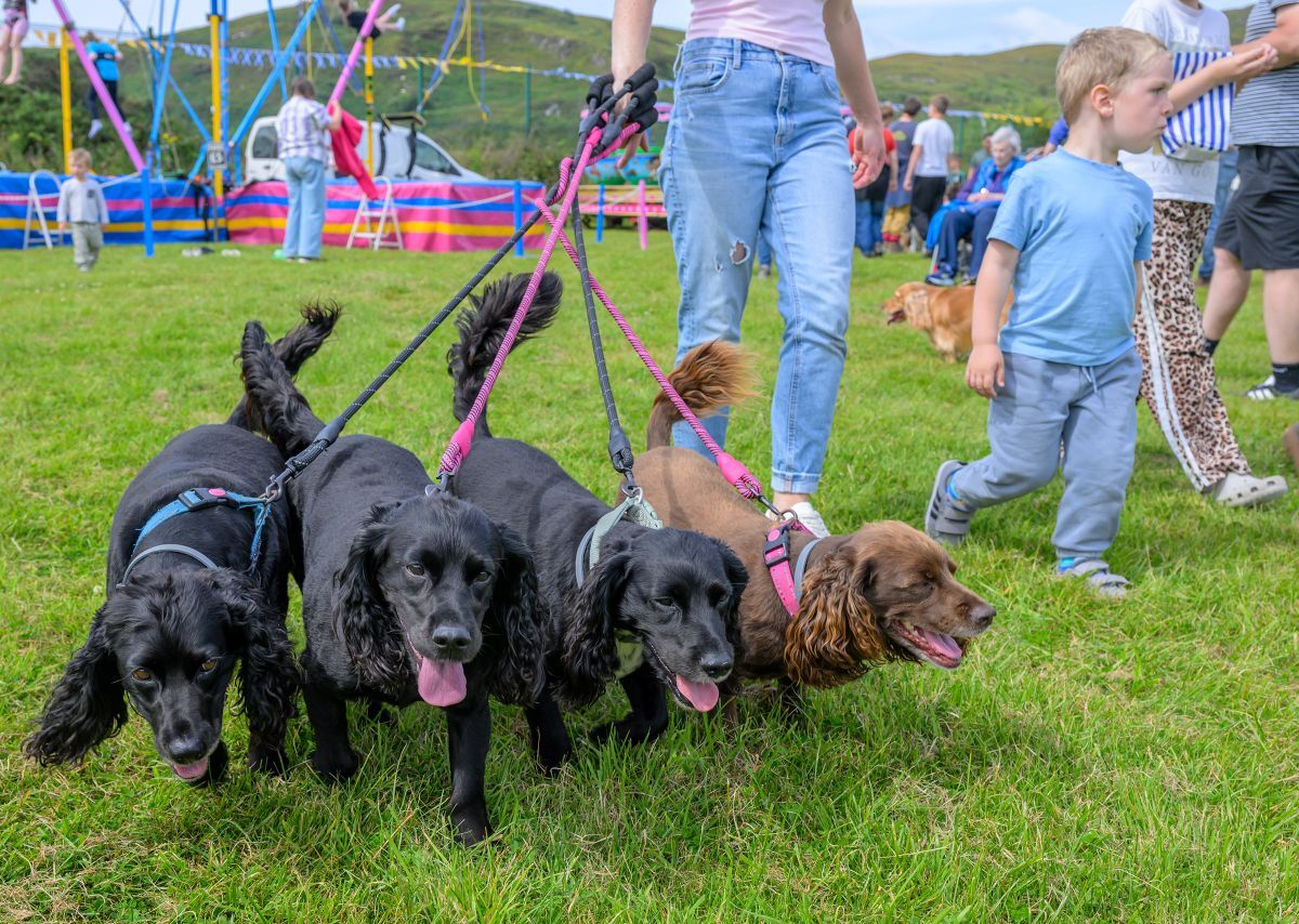 A great day out for family and pets alike. Photograph: Phil Hughes.