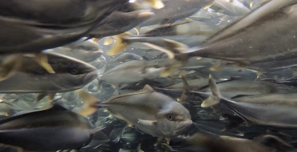 Kingfish Company reports growth in revenues and demand