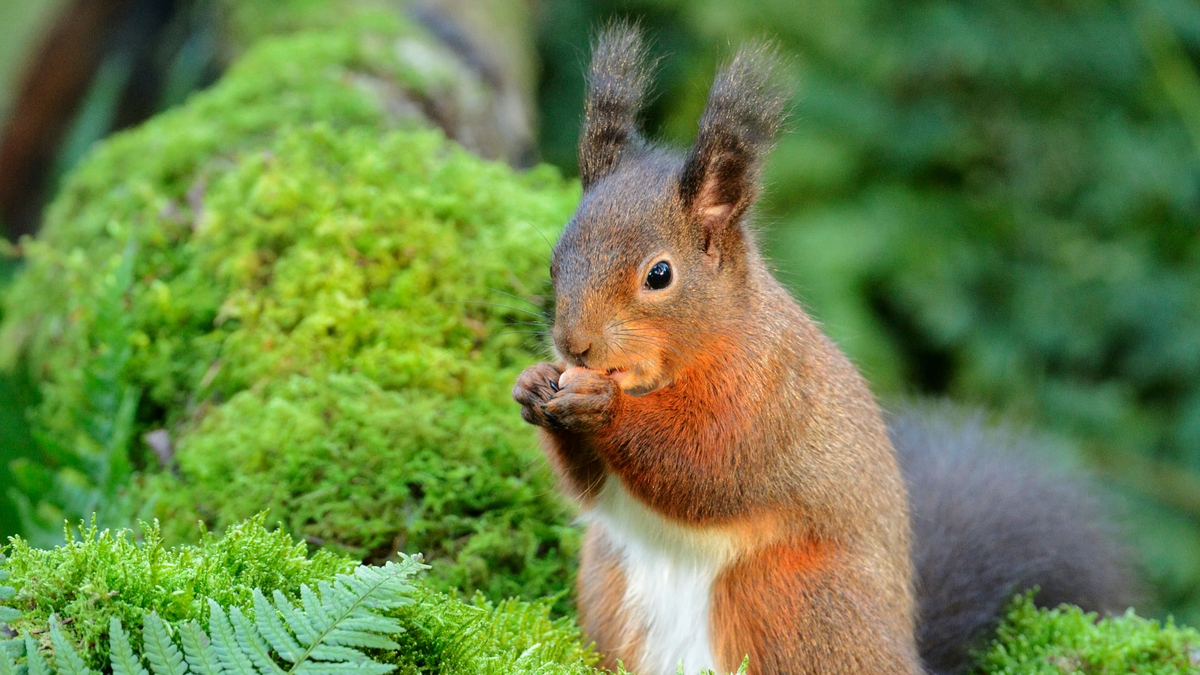 no t32 red squirrel foraging in atlantic rainforest