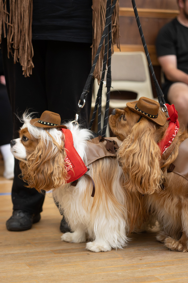 no t33 cowboy dogs