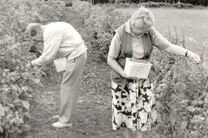 Grace and Jim Dickson from Brodick were some of the many pickers to visit Laura and Jack Murchie’s pick your own raspberry field at Bailemargaidh, above Blackwaterfoot.