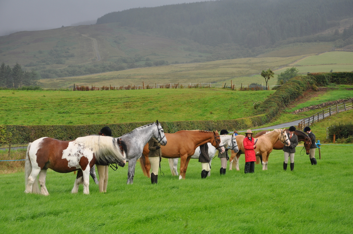 Entries in the in-hand showing class for horses and ponies over three years line up for judge Natalie Leslie in the horse ring. 