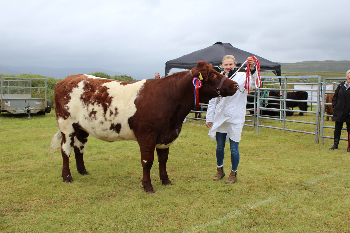 Cattle Champion