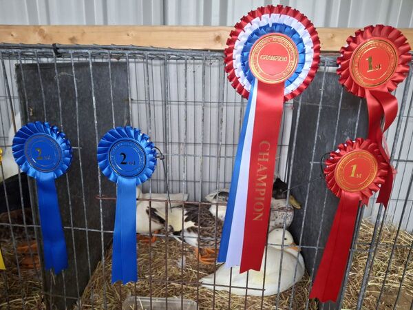A good day for ducks: Sunart delights in show despite deluge