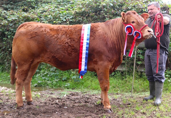 Prized beef