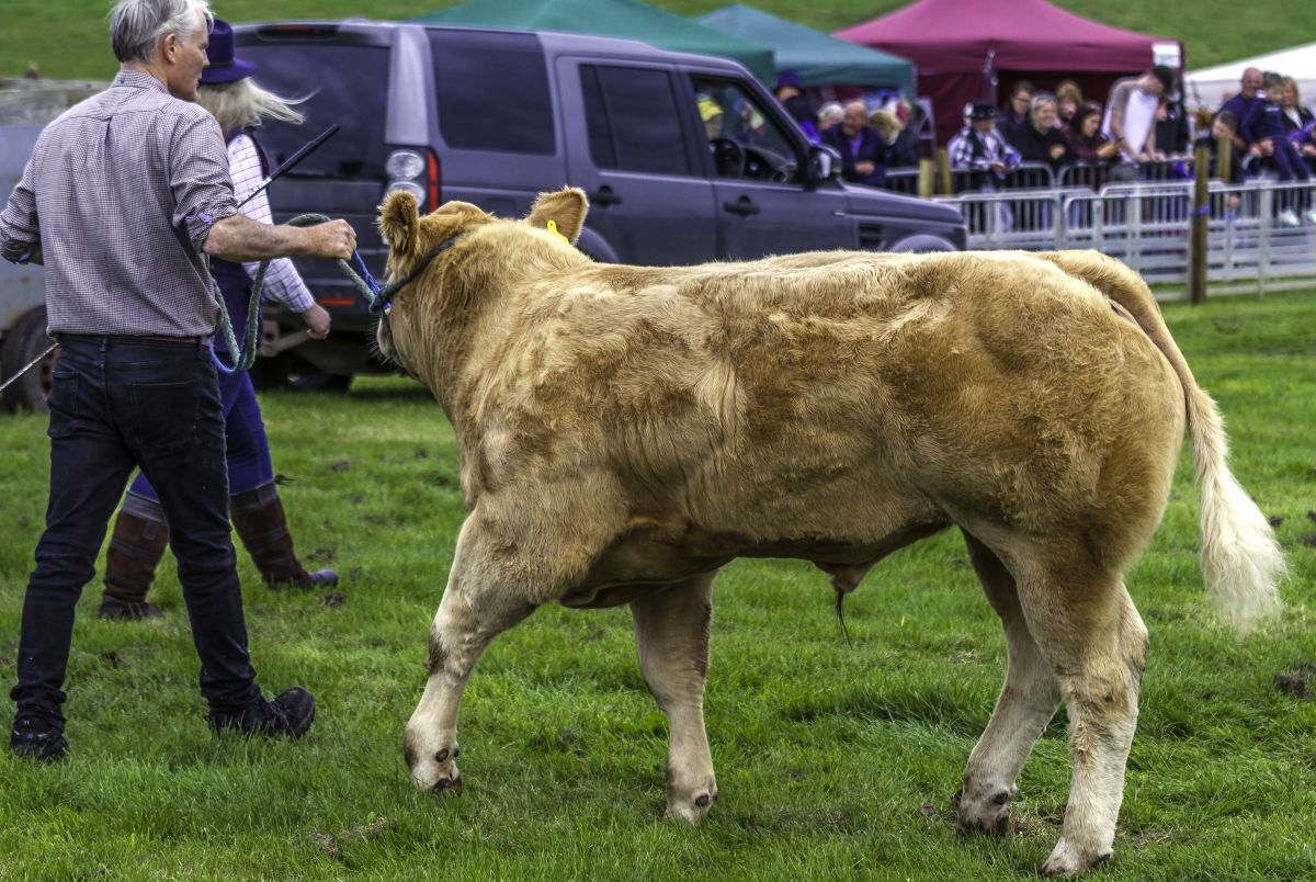 Duncan Semple of Dippen leads the champion beef cow in the ring. Photograph: John Coffield.