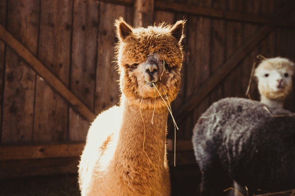 Alpaca antibodies could be key to battling sea lice