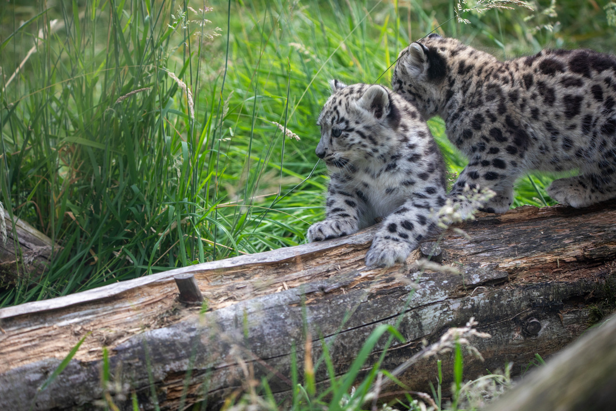 no t33 26 07 snow leopard cubs OT (1)