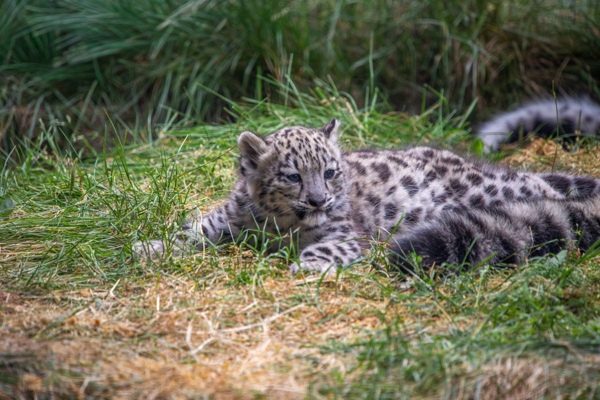 no t33 26 07 snow leopard cubs OT (2)