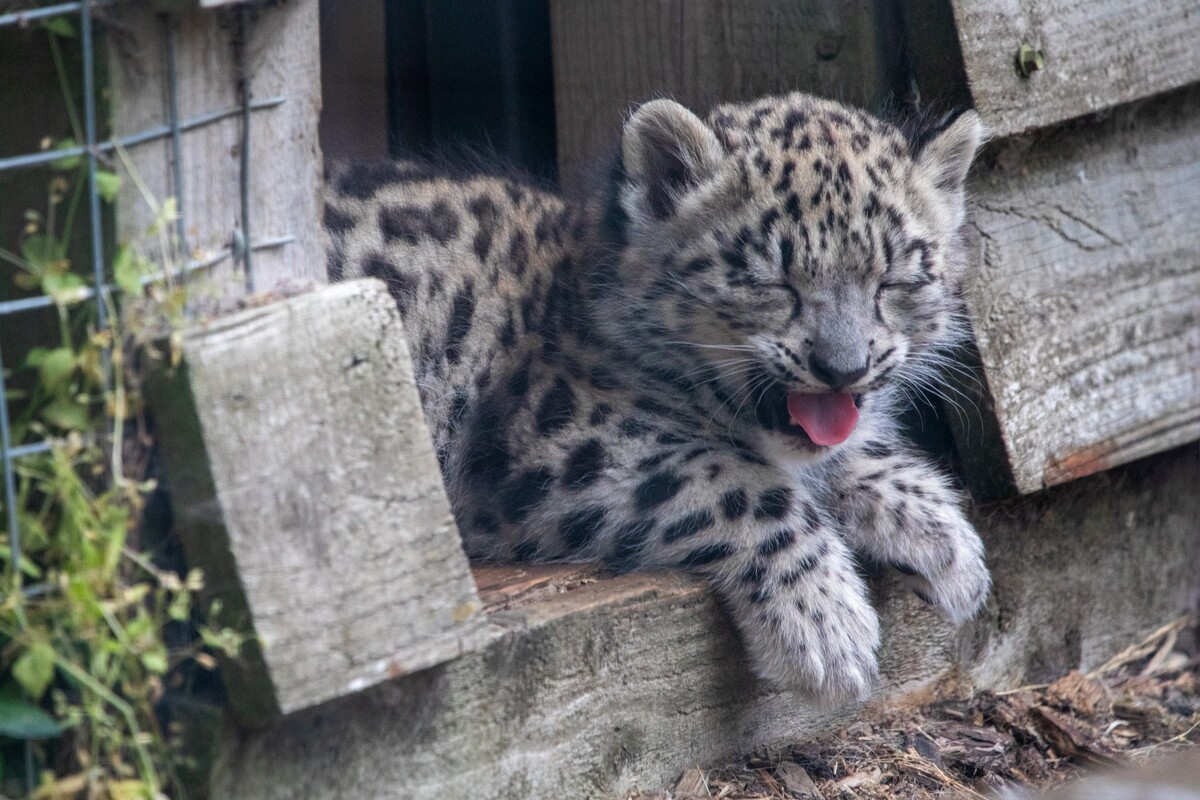 no t33 26 07 snow leopard cubs OT (3)