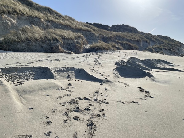 NatureScot moves to protect Tiree's beaches from illegal sand extraction
