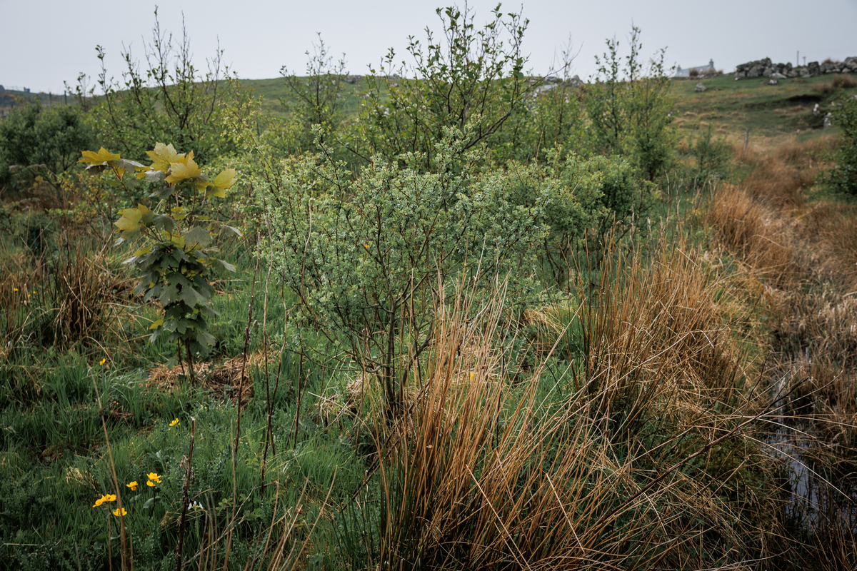 no t33 Trees becoming established at a Croft Woodlands planting site in Bragar Lewis. SandiePhotos