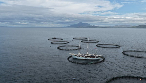 French yacht ends up inside Mowi salmon cage