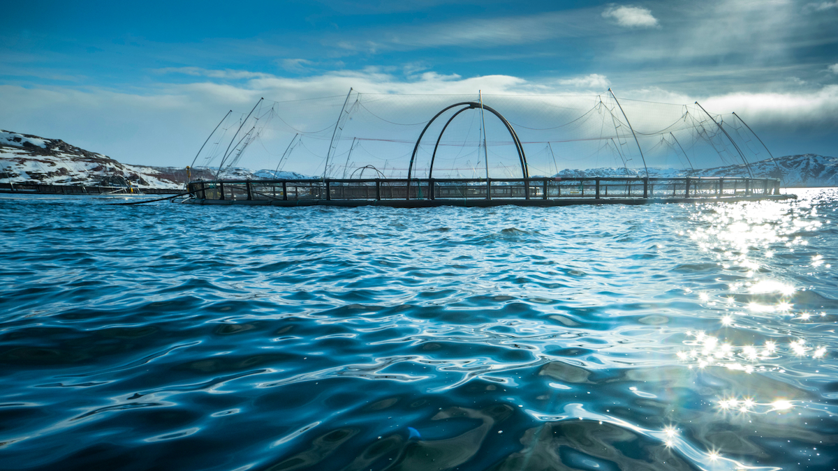 Russian salmon giant sees first half revenues soar
