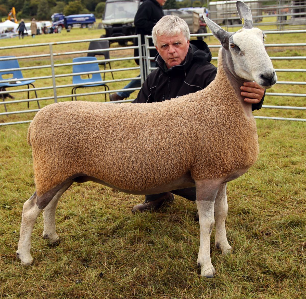 NO A33 Mid Argyll Show 12 26 John McLachlan BFL ewe Pic Kevin McGlynnWEB