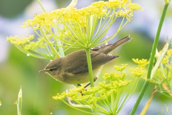 Over 100 bird species spotted on Arran in July