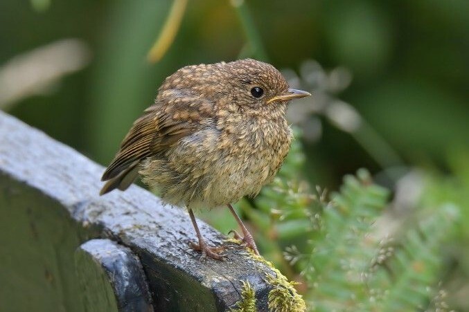 There were many reports of young robin without the red breast of adult birds Photograph: Dennis Morrison. There were many reports of young robin without the red breast of adult birds Photograph: Dennis Morrison.