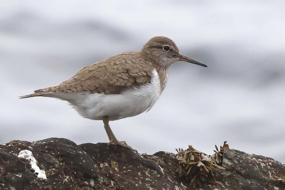 Numerous reports of common sandpiper successfully nesting in gardens. Photograph: Ewan Urquhart. Numerous reports of common sandpiper successfully nesting in gardens. Photograph: Ewan Urquhart.